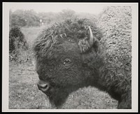 National Zoological Park, American Bison