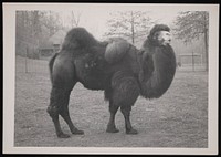 National Zoological Park, Bactrian Camel