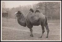 National Zoological Park, Bactrian Camel