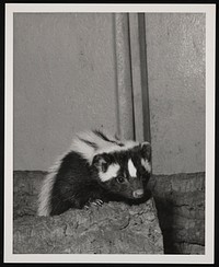 National Zoological Park, Skunk