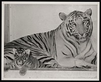 National Zoological Park, White Tiger "Mohini Rewa" and Cub "Kesari"