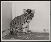 National Zoological Park, Tiger Cub "Kesari"