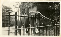 Views of the National Zoological Park in Washington, DC, showing Elephant