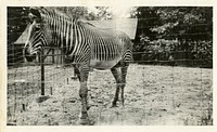 Views of the National Zoological Park in Washington, DC, showing Zebra