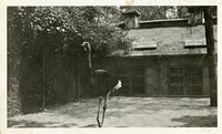 Views of the National Zoological Park in Washington, DC, showing Ostrich