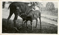 Views of the National Zoological Park in Washington, DC, showing Antelope