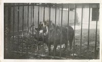 Views of the National Zoological Park in Washington, DC, showing Warthog