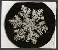 Wilson Bentley Photomicrograph of Stellar Snowflake No. 1099