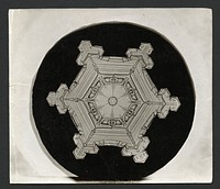 Wilson Bentley Photomicrograph of Stellar Snowflake No. 382