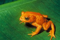 Golden toad (Bufo periglenes)