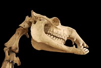 Camelus dromedarius (dromedary) old skull and neck vertebrae. On display at museum Fragonard of National Veterinarian High School of Alfort, Maisons-Alfort, Val-de-Marne, France. Please notice the restoration of the broken jawbone (maxilla) with a wire.