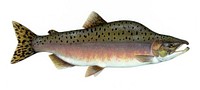 Drawing of a Pink salmon.