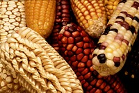 To increase the genetic diversity of U.S. corn, the Germplasm Enhancement for Maize (GEM) project seeks to combine exotic germplasm, such as this unusually colored and shaped maize from Latin America, with domestic corn lines.