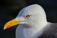 A Lesser Black-backed Gull (Larus fuscus) at the Tjörnin lake in the central Reykjavík.