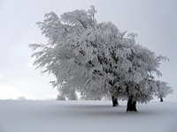 Windbeeches on the Schauinsland in Germany (Black Forest).