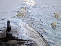 Three Polar bears approach the starboard bow of the Los Angeles-class fast attack submarine USS Honolulu (SSN 718) while surfaced 280 miles from the North Pole. Sighted by a lookout from the bridge (sail) of the submarine, the bears investigated the boat for almost 2 hours before leaving. Commanded by Cmdr. Charles Harris, USS Honolulu while conducting otherwise classified operations in the Arctic, collected scientific data and water samples for U.S. and Canadian Universities as part of an agreement with the Arctic Submarine Laboratory (ASL) and the National Science Foundation (NSF). USS Honolulu was the 24th Los Angeles-class submarine, and the first original design in her class to visit the North Pole region. Honolulu was assigned to Commander Submarine Pacific, Submarine Squadron Three, Pearl Harbor, Hawaii.