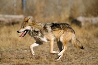 Captive Mexican Wolf at Sevilleta National Wildlife Refuge, New Mexico.