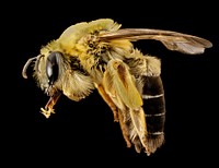 Caupolicana electa is a bee of the early morning. Matrinal. Restricted to the southeastern United States deep sand spots where it feeds only in the early morning hours. Very uncommonly recorded now but this one was collected by Sabrie Breland in residual burned longleaf pine lands of Southeastern Georgia.