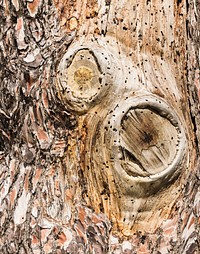 Détail of a trunk of a ill pine, Phaistos, Crete, Greece.