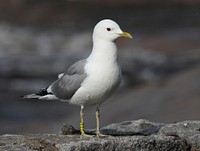 A ringed common gull (Larus canus) on a wall by the Oulujoki river in the Hupisaaret Park in Oulu.