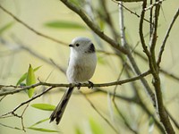 Schwanzmeise (Aegithalos caudatus caudatus) im Parks Range Gelände in Berlin-Lichterfelde.