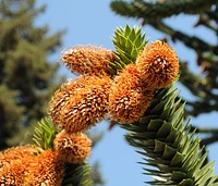 Closeup on mature cones and a branch of an Araucaria araucana tree in front of Hulda Klager Lilac Gardens in Woodland, Washington.