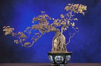 Part of the penjing collection at the National Bonsai and Penjing Museum, this trident maple, Acer buergerianum, has its roots growing over a rock and its foliage and stems trimmed in the shape of a dragon.