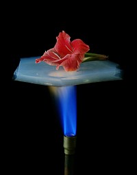 A flower is on a piece of aerogel which is suspended over a Bunsen burner. Aerogel has excellent insulating properties, and the flower is protected from the flame.