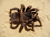 Brazilian salmon pink tarantuala (aslo birdeater) female (Lasiodora parahybana)