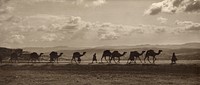 "Egyptian camel transport passing over Olivet, 1918."