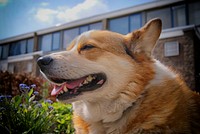 Smiling corgi dog, pet portrait. View public domain image source here