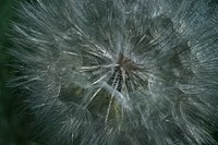 Dandelions pollen, close up. View public domain image source here