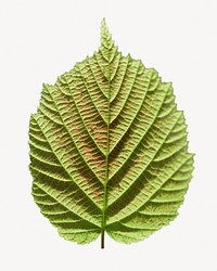 Perilla leaf isolated, off white design