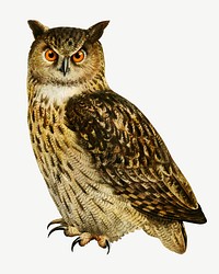 Eurasian eagle-owl bird, vintage animal collage element psd