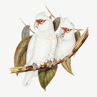 Long-billed cockatoo bird, vintage animal collage element psd