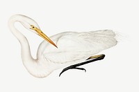 Australian egret bird, vintage animal collage element psd