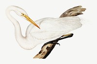 Australian egret bird, vintage animal collage element psd