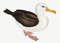 Black-eye browed albatross bird, vintage animal collage element psd