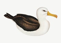 Black-eye browed albatross bird, vintage animal collage element psd
