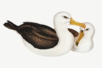 Black-eye browed albatross bird, vintage animal collage element psd