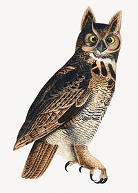 Great horned owl vintage bird collage element psd