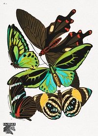 E.A. Séguy's vintage butterflies (1925) insect illustration. Original public domain image from Biodiversity Heritage Library. Digitally enhanced by rawpixel.