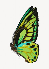 Green butterfly, vintage insect illustration. Original public domain image by E.A. Séguy from Biodiversity Heritage Library. Digitally enhanced by rawpixel.