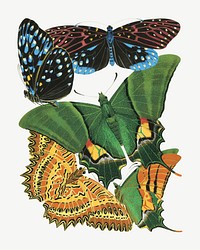 Vintage butterfly, insect collage element set psd. Original public domain image by E.A. S&eacute;guy from Biodiversity Heritage Library. Digitally enhanced by rawpixel.