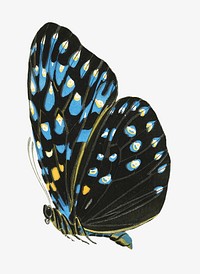 Blue spotted butterfly, exotic insect illustration. Original public domain image by E.A. Séguy from Biodiversity Heritage Library. Digitally enhanced by rawpixel.