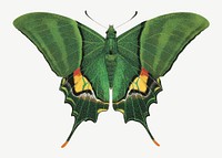 Green butterfly, exotic insect collage element psd. Remixed by rawpixel.