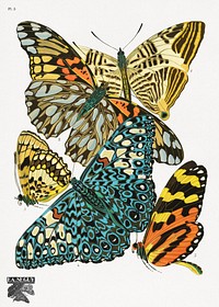 E.A. Séguy's vintage butterflies (1925) insect illustration. Original public domain image from Biodiversity Heritage Library. Digitally enhanced by rawpixel.