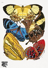 E.A. Séguy's vintage butterflies (1925) insect illustration. Original public domain image from Biodiversity Heritage Library. Digitally enhanced by rawpixel.