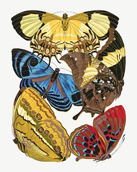 Vintage butterfly, insect collage element set psd. Original public domain image by E.A. Séguy from Biodiversity Heritage Library. Digitally enhanced by rawpixel.