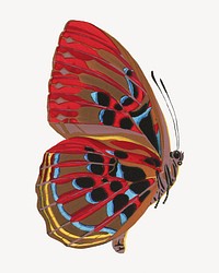 Red vintage butterfly, insect illustration. Original public domain image by E.A. S&eacute;guy from Biodiversity Heritage Library. Digitally enhanced by rawpixel.